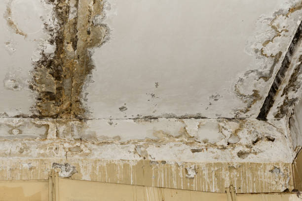  , VA Mold Removal Pros